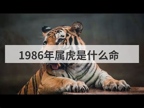 1986 屬虎|屬虎人的畢生宿命，86年的你家有嗎？特別准！